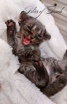 Котенок девон рекс мальчик