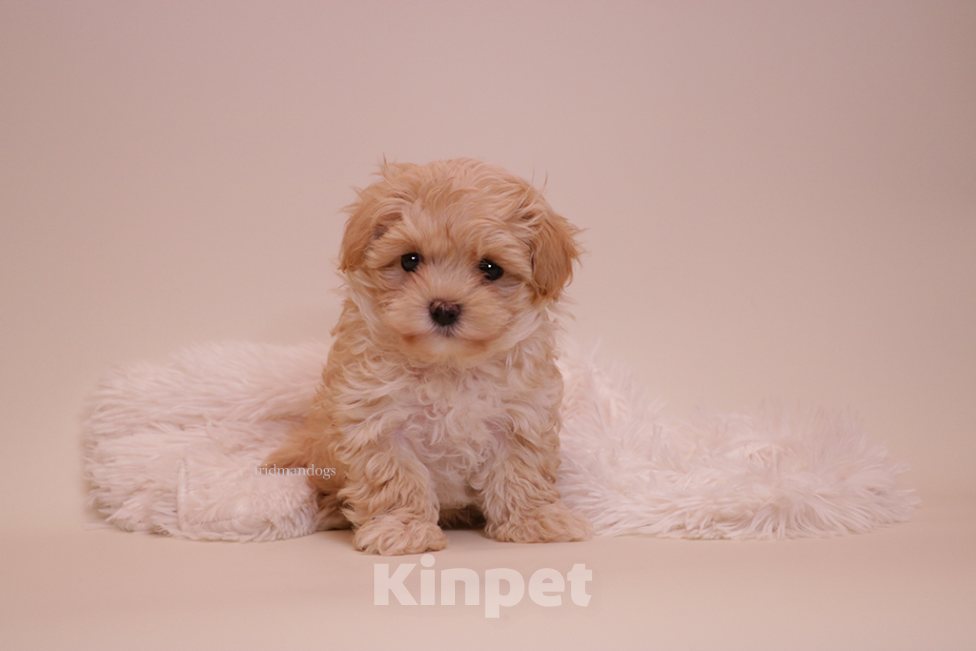 Собаки в Москве: Мальтипу F1 мини  Девочка, Бесплатно - фото 4