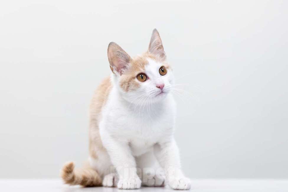 Кошки в Москве: Пончик Мальчик, Бесплатно - фото 2