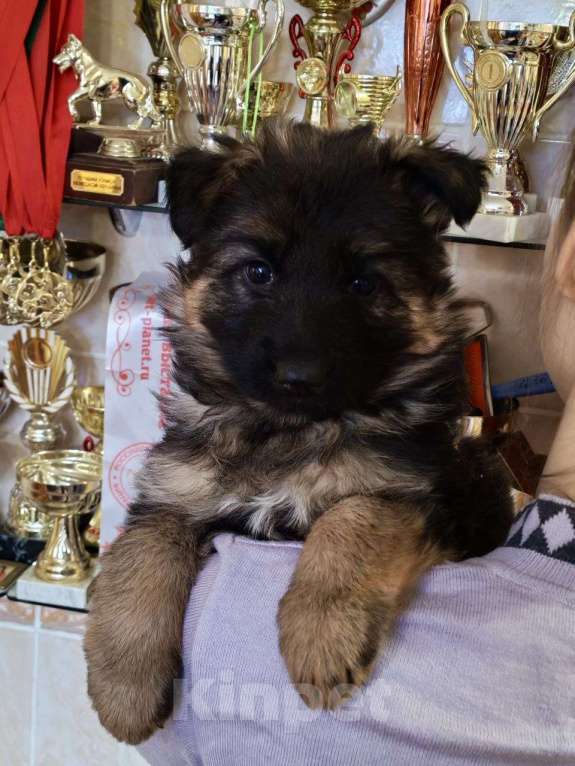 Собаки в Иркутске: Щенки немецкой овчарки Девочка, 45 000 руб. - фото 8