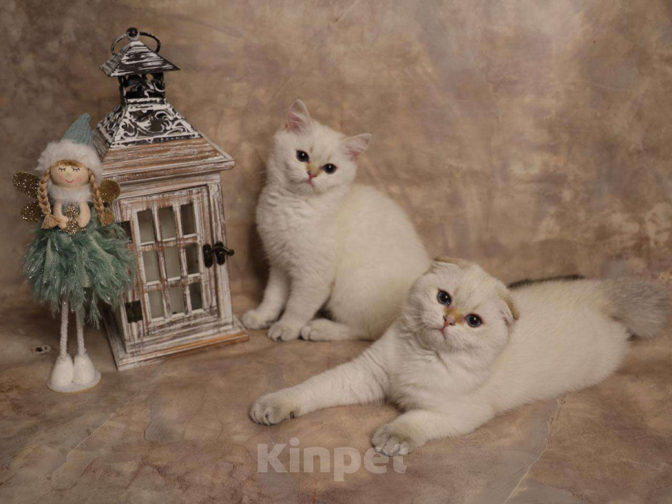 Кошки в Москве: Шотландский вислоухий короткошёрстный котёнок Мальчик, 50 000 руб. - фото 1