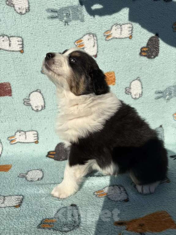 Собаки в Бикине: Аусси Мальчик, 50 000 руб. - фото 2