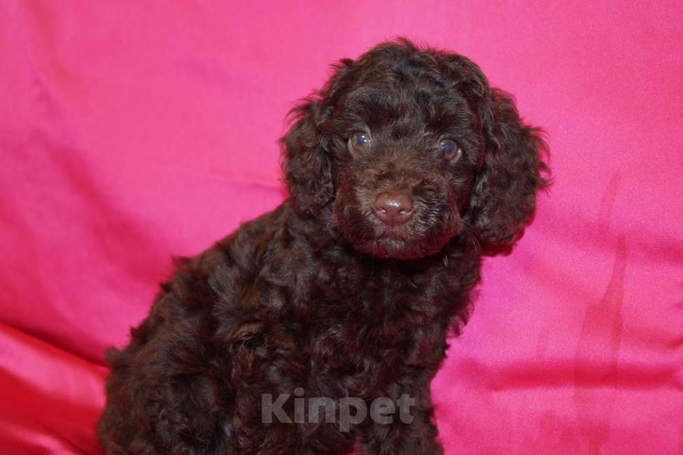 Собаки в Москве: Девочка пуделя- РКФ Девочка, 70 000 руб. - фото 3