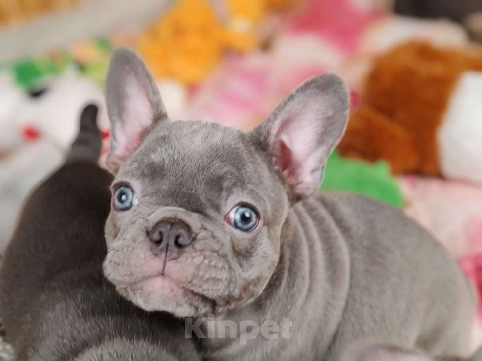 Собаки в Санкт-Петербурге: Шикарный лиловый мальчик  Мальчик, 80 000 руб. - фото 3