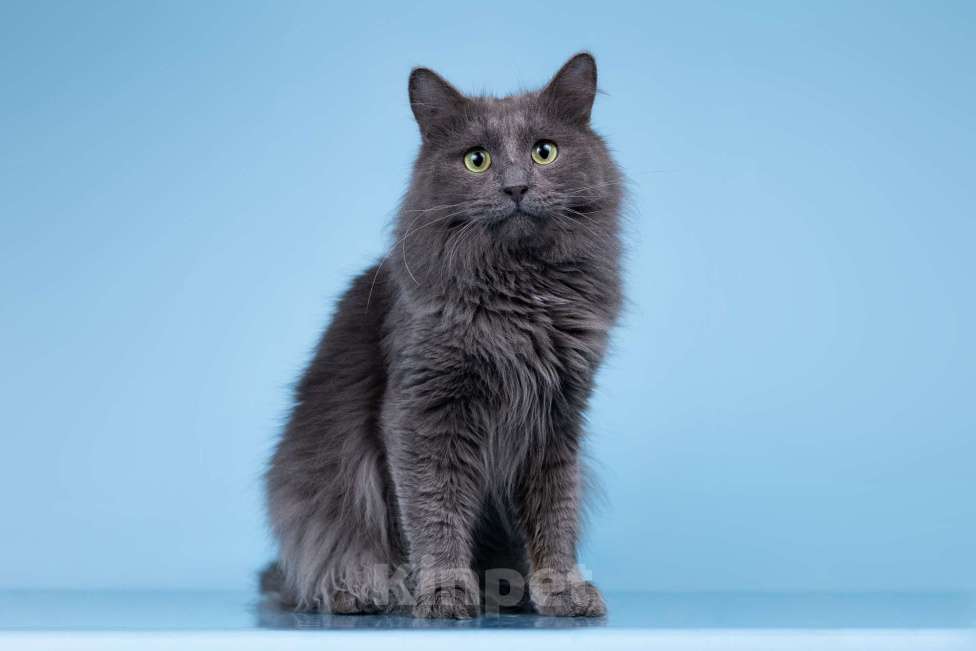 Кошки в Москве: Тэо ищет дом Мальчик, Бесплатно - фото 1