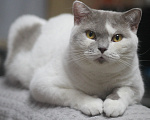 Кошки в Магнитогорске: Ofelia Marshmallow Девочка, 1 000 руб. - фото 2