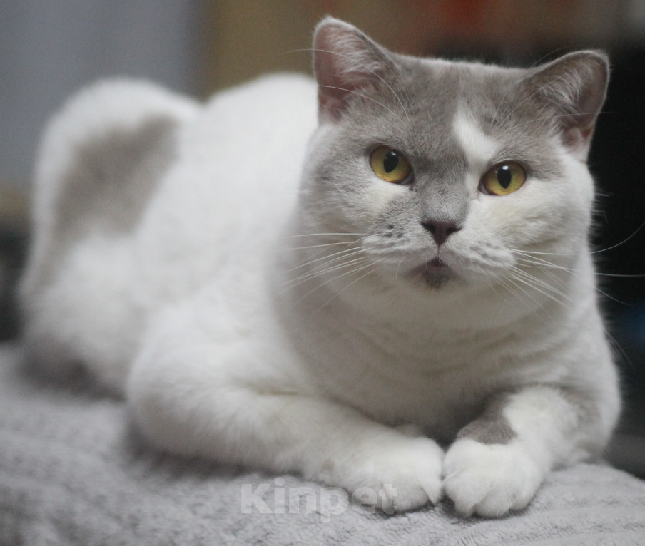 Кошки в Магнитогорске: Ofelia Marshmallow Девочка, 1 000 руб. - фото 2