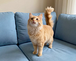 Кошки в Санкт-Петербурге: Котики Девочка, Бесплатно - фото 3