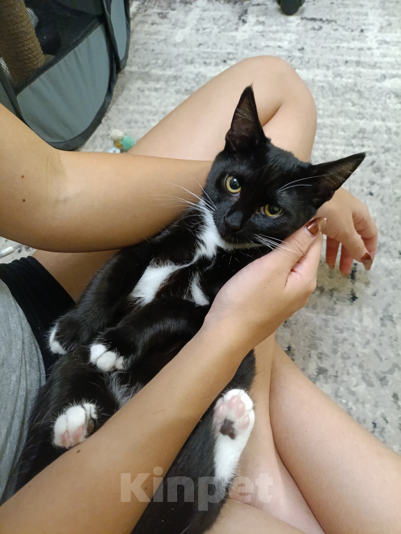 Кошки в Москве: Кисуля ищет дом Девочка, Бесплатно - фото 4