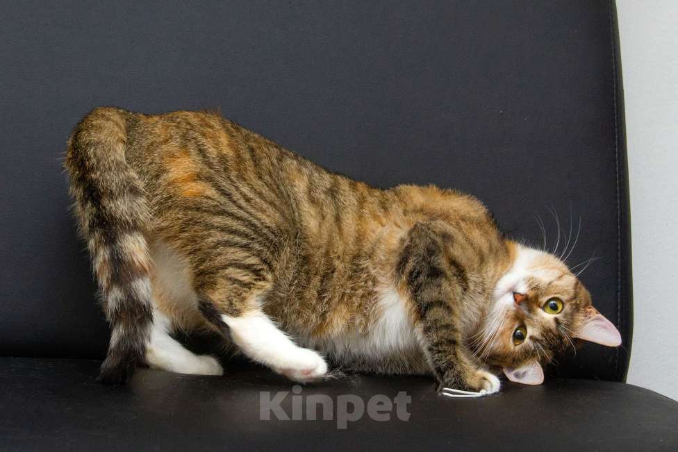 Кошки в Москве: Ищут дом спасенные с улицы котята-подростки! Девочка, Бесплатно - фото 3