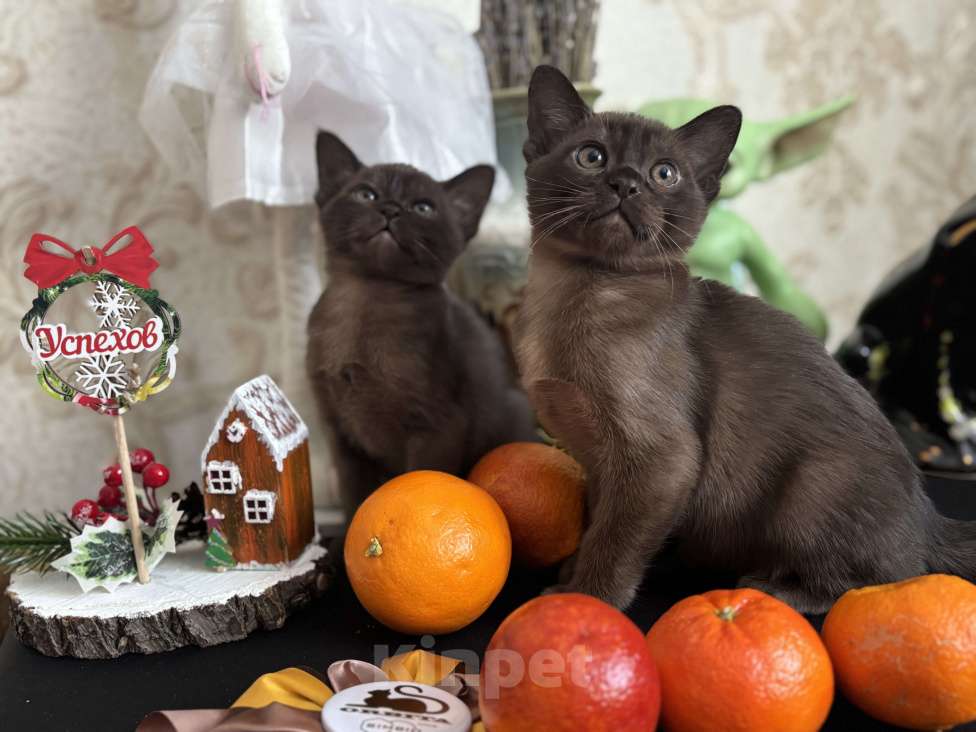 Кошки в Москве: Бурманский соболиный кот Мальчик, 120 000 руб. - фото 2