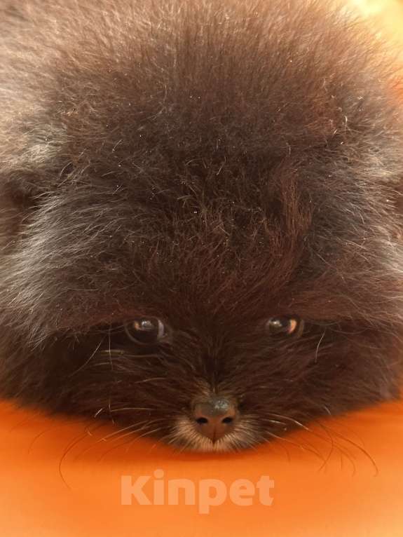 Собаки в Санкт-Петербурге: Маленькая девочка Девочка, 30 000 руб. - фото 2