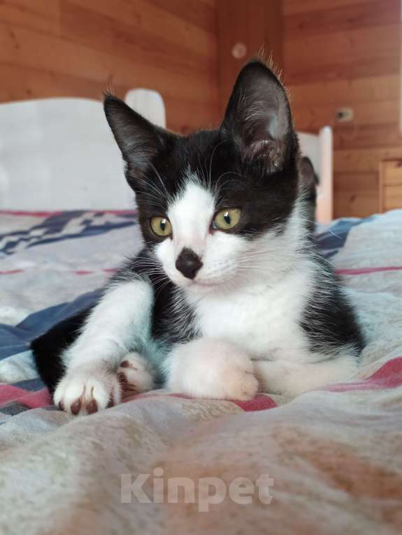 Кошки в Санкт-Петербурге: Смышлëный котёнок Тиша в добрые руки Мальчик, Бесплатно - фото 6