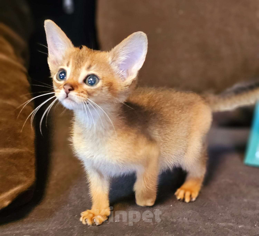 Кошки в Москве: Абиссинский мальчик Мальчик, 55 000 руб. - фото 2