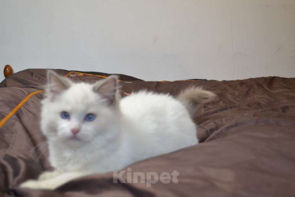 Кошки в Москве: Котята Рэгдолл Мальчик, 65 000 руб. - фото 3