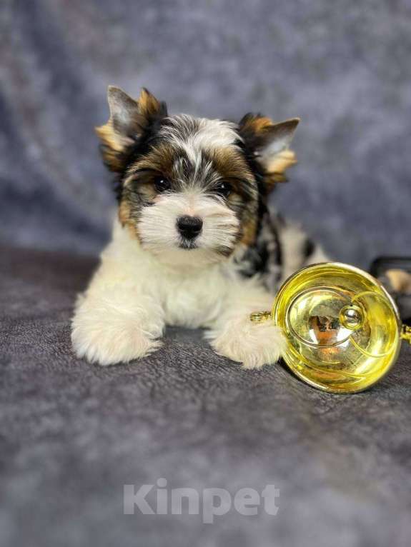 Собаки в Вологде: Очень милый щенок бивер терьера Тайлер (Тай). Перспективный для выставок и разведения.   Мальчик, 90 000 руб. - фото 1