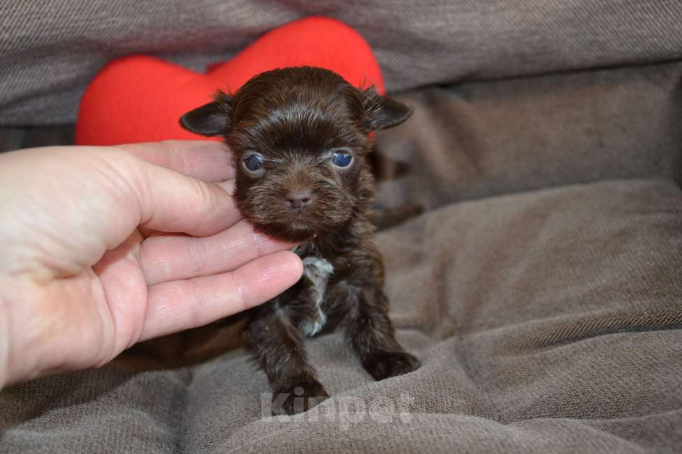 Собаки в Москве: Щенки цветного йорка шоколадные Девочка, 50 000 руб. - фото 2
