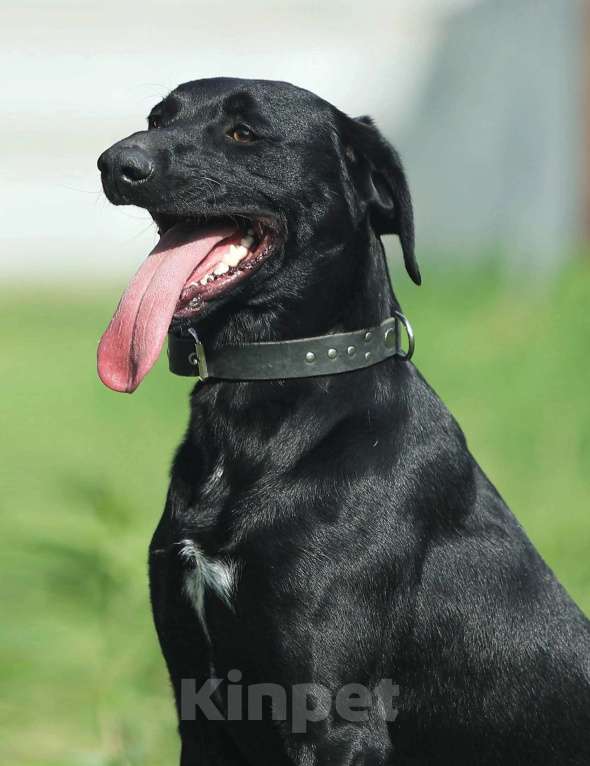 Собаки в Москве: Дерику нужен дом  Мальчик, Бесплатно - фото 3