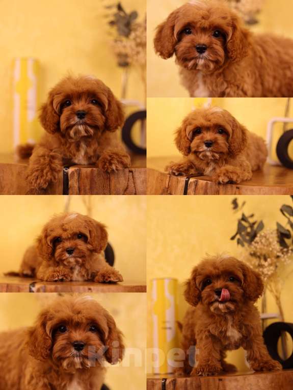 Собаки в Нижнем Новгороде: Кавапу f1 Гуфи Мальчик, Бесплатно - фото 1