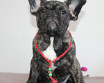 Собаки в Москве: Щенок французского бульдога Девочка, 45 000 руб. - фото 1