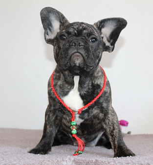Щенок французского бульдога