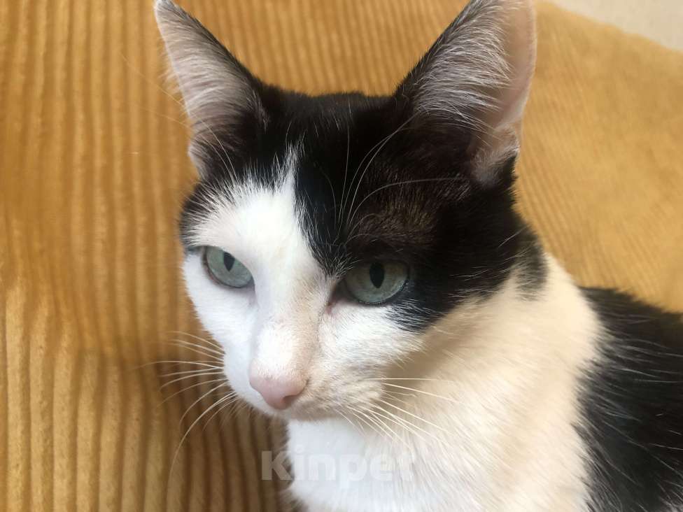 Кошки в Москве: Кошка мини Мура Девочка, Бесплатно - фото 1