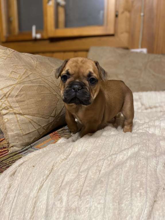 Собаки в Санкт-Петербурге: Красотка француженка  Девочка, 40 000 руб. - фото 8