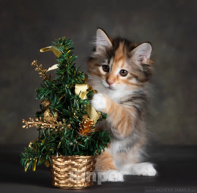 Кошки в других городах Московской области: Кошка курильского бобтейла Девочка, 50 000 руб. - фото 3