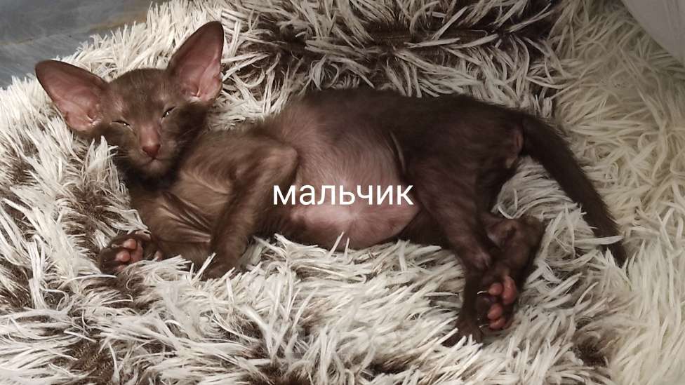 Кошки в Санкт-Петербурге: Мальчик, с документами.  Мальчик, 50 000 руб. - фото 1