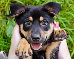 Собаки в Солнечногорске: Щенок-девочка в дар Девочка, Бесплатно - фото 5