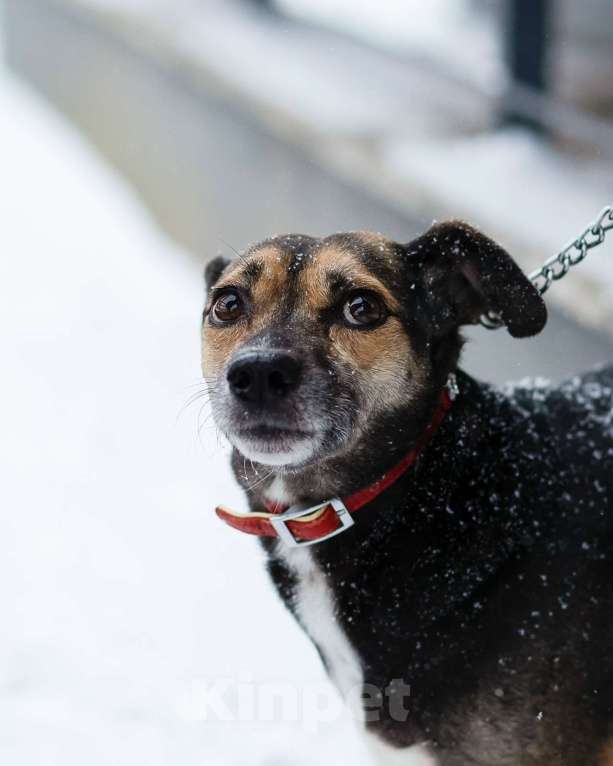 Собаки в Санкт-Петербурге: Маленькая хрупкая собачка ищет дом Девочка, Бесплатно - фото 4