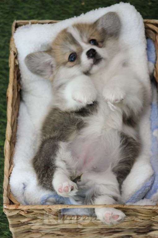 Собаки в других городах Краснодарского края: Принцесса Леди Ди корги щенок Девочка, 95 000 руб. - фото 6