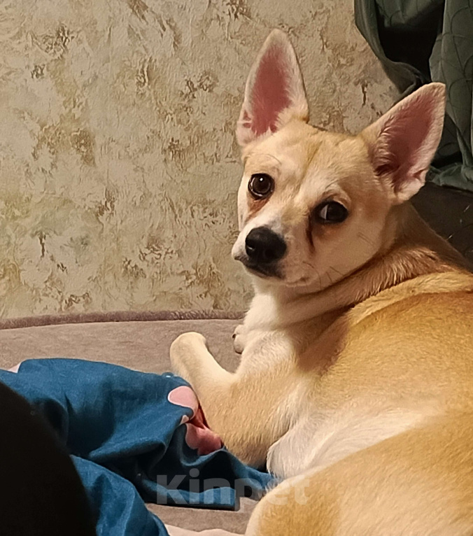 Собаки в других городах Московской области: Леля  Девочка, Бесплатно - фото 2