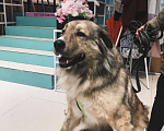 Собаки в Москве: Платон ищет дом Мальчик, Бесплатно - фото 2