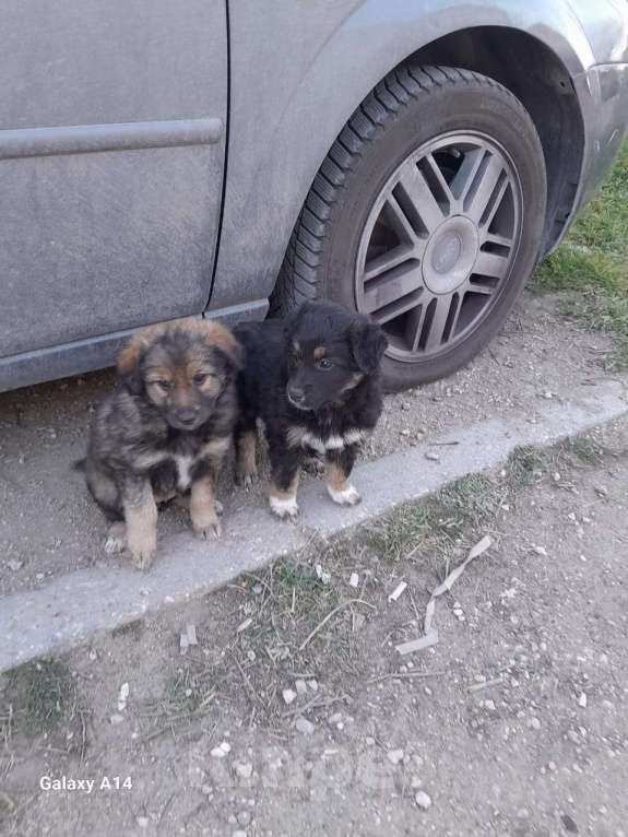 Собаки в Севастополе: Щенки ищут хозяев, хозяина, хозяйку Девочка, Бесплатно - фото 6