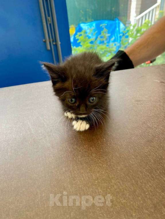 Кошки в Москве: Котенок мальчик Мальчик, Бесплатно - фото 3