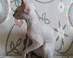 Кошки в Ливны: Котята Канадский сфинкс, 10 000 руб. - фото 6