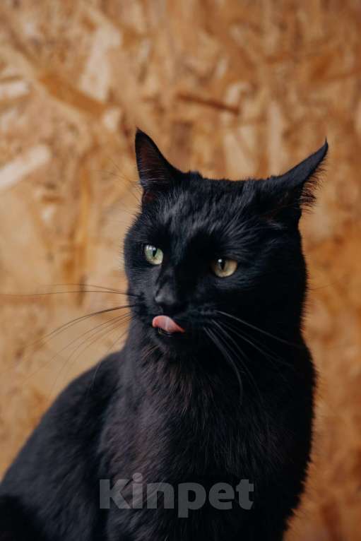 Кошки в Видном: кот Миша ищет дом Мальчик, Бесплатно - фото 1