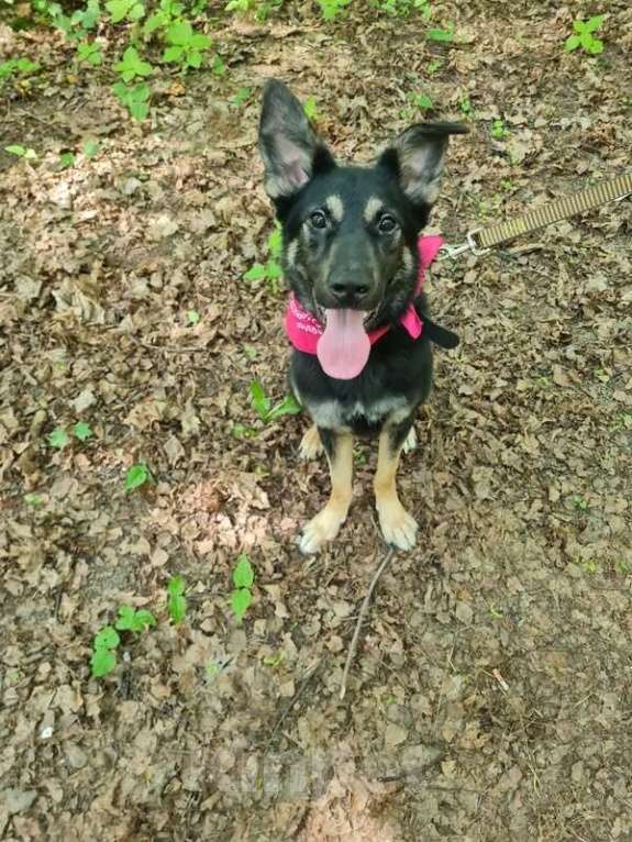 Собаки в Москве: Метис овчарки Марта в добрые руки Девочка, Бесплатно - фото 2