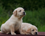 Собаки в Ростове-на-Дону: Палевые щенки Лабрадора Мальчик, 17 000 руб. - фото 6