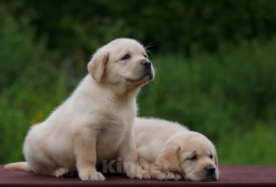 Собаки в Ростове-на-Дону: Палевые щенки Лабрадора Мальчик, 17 000 руб. - фото 6