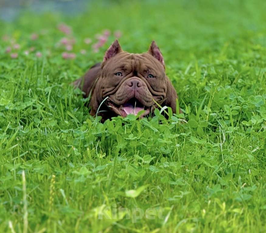 Собаки в Москве: Щенок Американский Булли Девочка, 150 руб. - фото 6