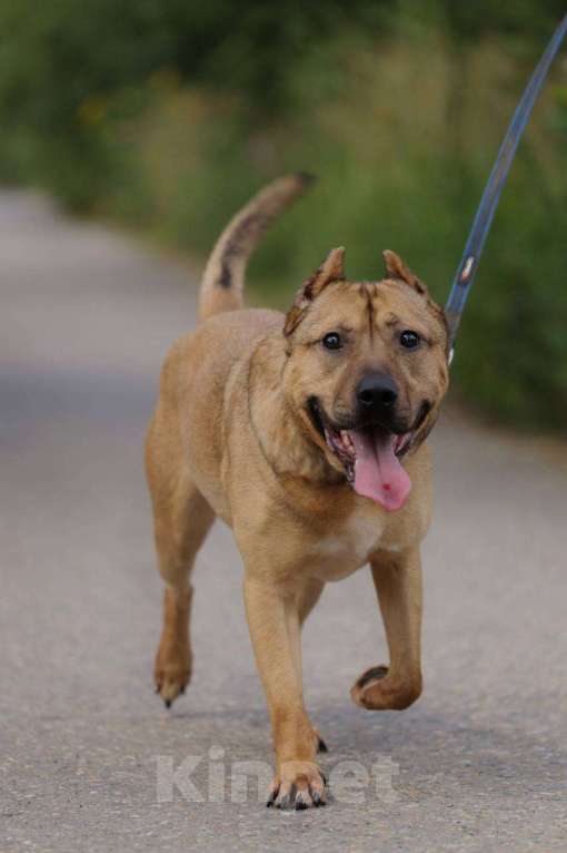 Собаки в Москве: Грей, метис питбуля, ищет дом  Мальчик, Бесплатно - фото 2