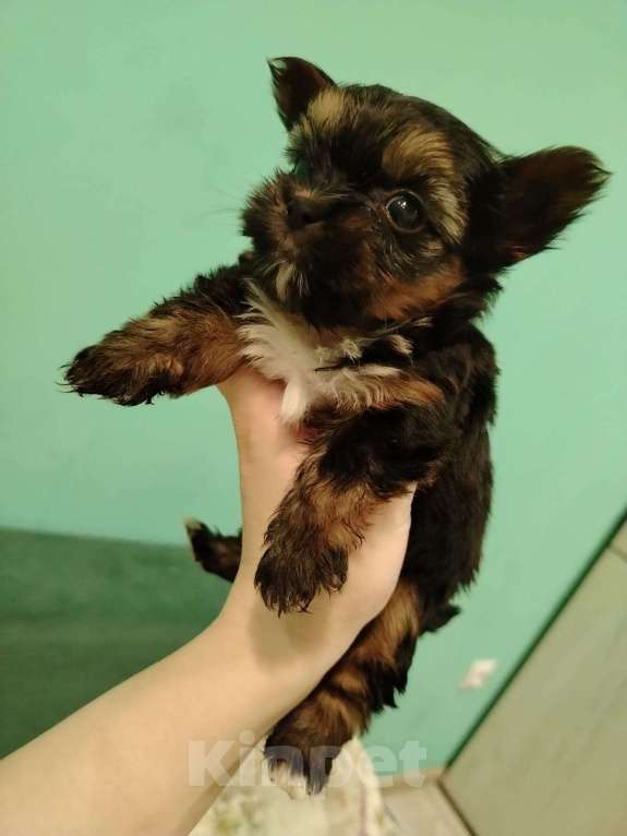 Собаки в Иркутске: Продам щенков йоркширского терьера Девочка, 18 000 руб. - фото 5