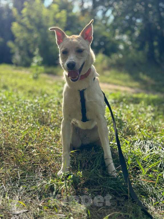 Собаки в Москве: Щенок Мими нежная крошка Девочка, Бесплатно - фото 7