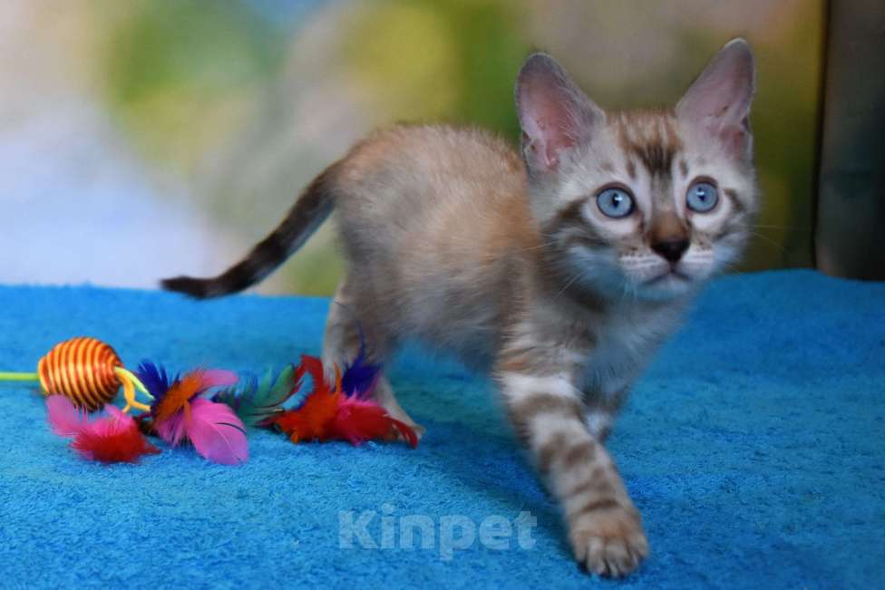 Кошки в Нижнем Новгороде: Бенгальский кот линкс Мальчик, 25 000 руб. - фото 7