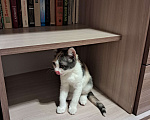 Кошки в Тольятти: Котёнок Девочка, Бесплатно - фото 3