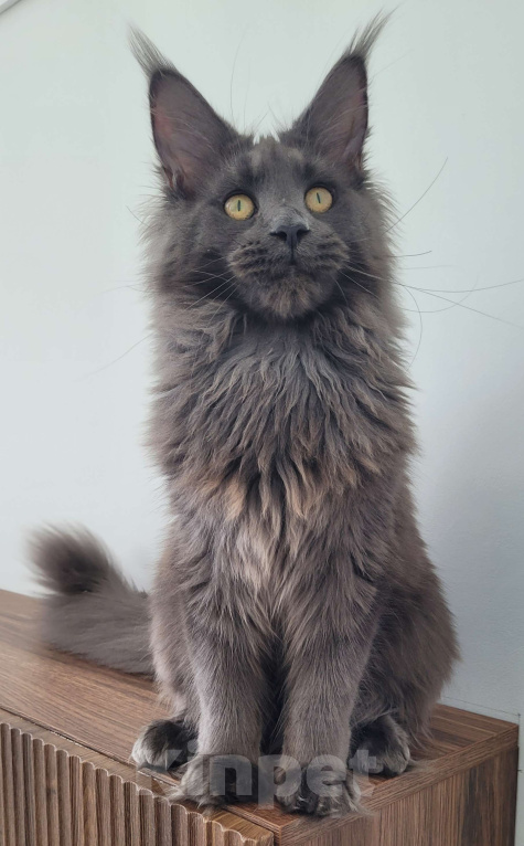 Кошки в Москве: Мейн-кун котенок Девочка, 60 000 руб. - фото 10