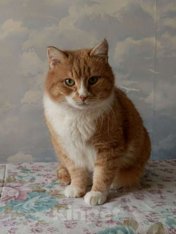 Кошки в Москве: Солнечный котик в добрые руки Мальчик, Бесплатно - фото 1