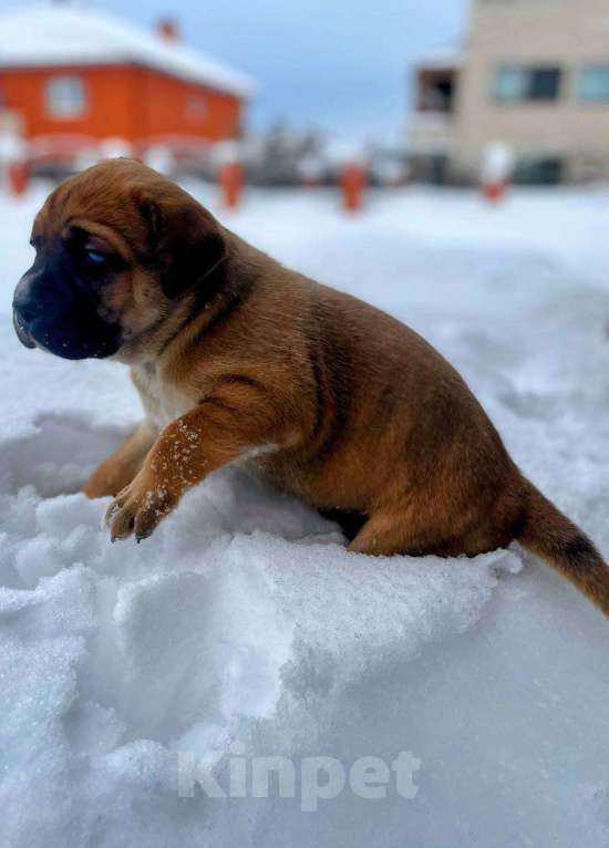 Собаки в Москве: Щенки в добрые руки Девочка, Бесплатно - фото 2